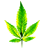 Hemp leaf